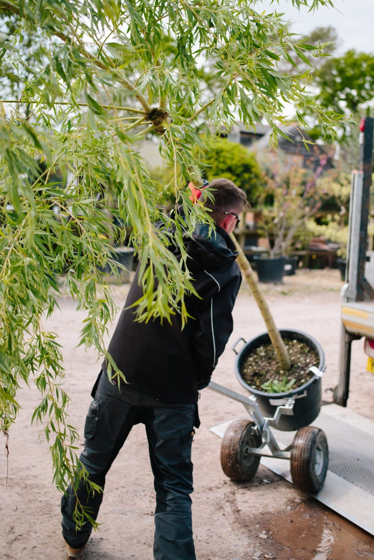 Loading a willow tree for delivery