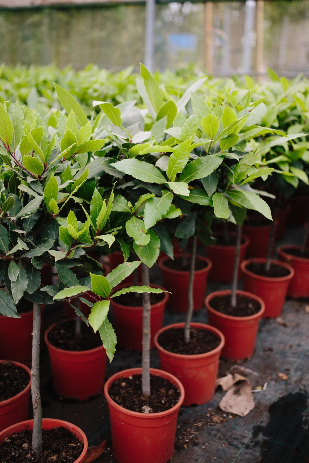Bay standards in terracotta pots