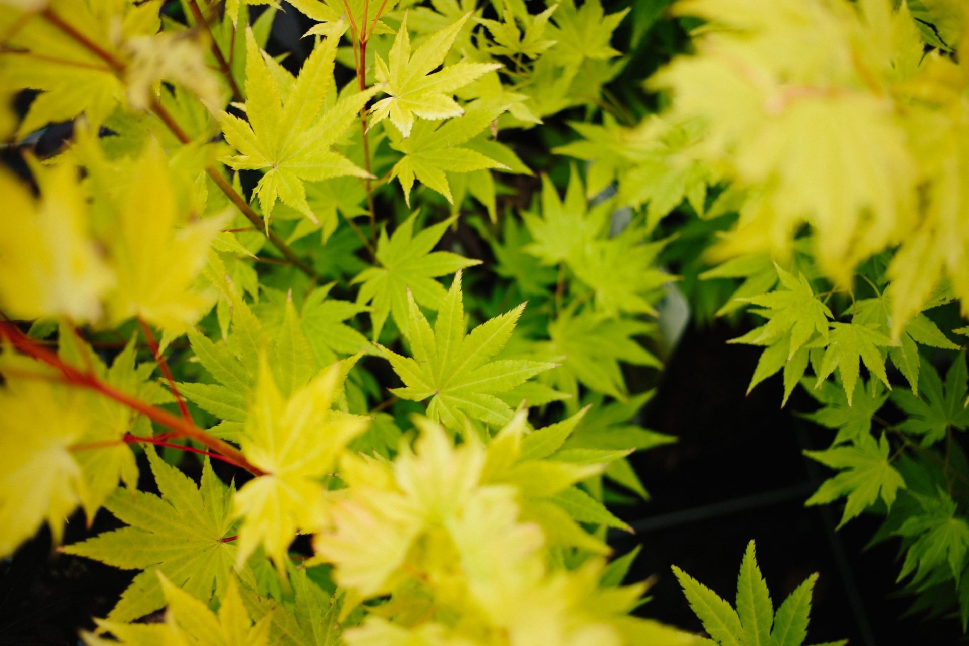 Wholesale Plant Nursery - Folium and Flos Bright green acer leaves