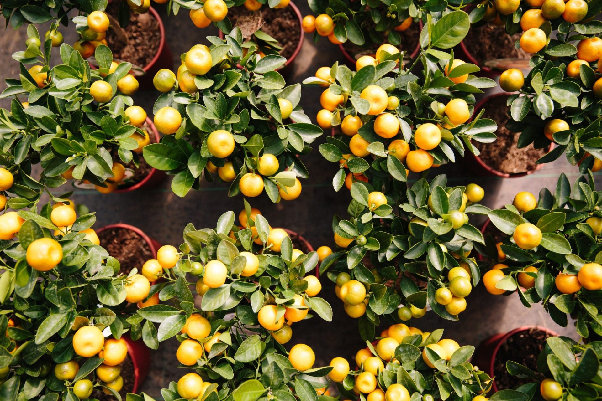 Wholesale Plant Nursery - Folium and Flos Calamondin citrus trees in fruit