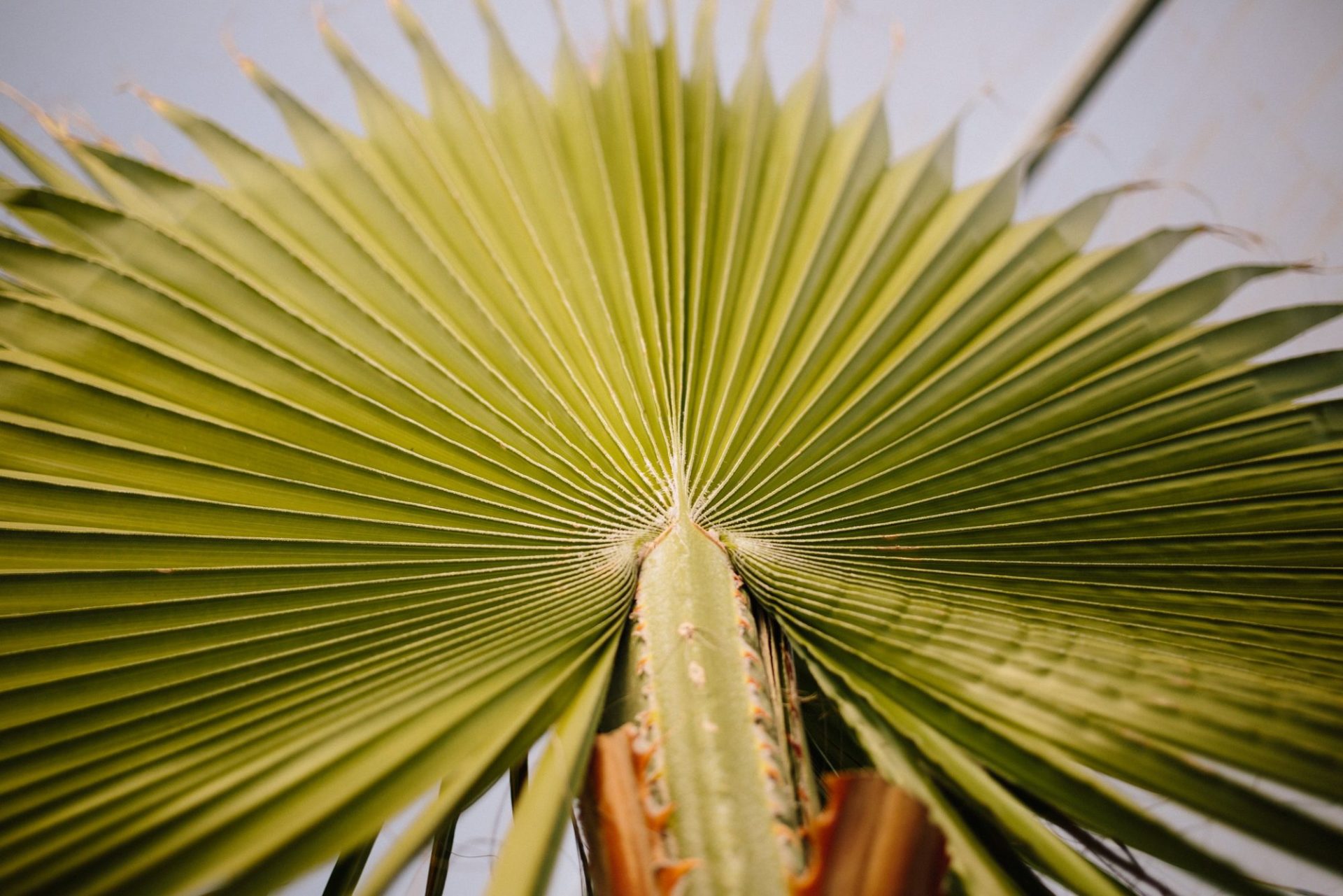 Wholesale Plant Nursery - Folium and Flos Close-up of a palm leaf