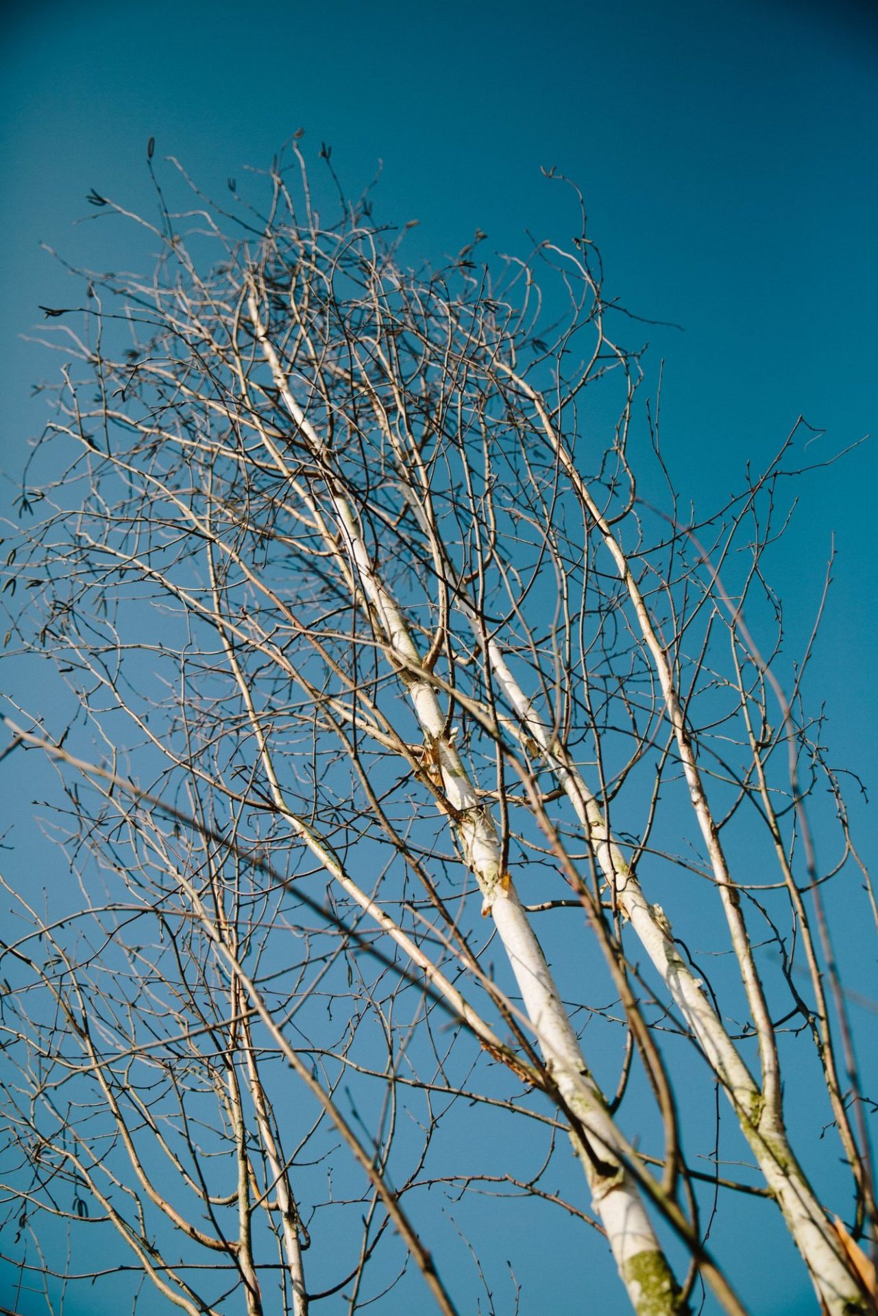 Wholesale Plant Nursery - Folium and Flos Multi-stem birch against a blue sky