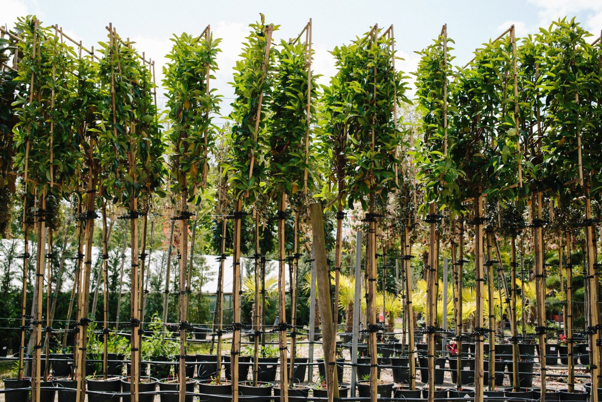 Wholesale Plant Nursery - Folium and Flos Pleached trees on their frames at the nursery