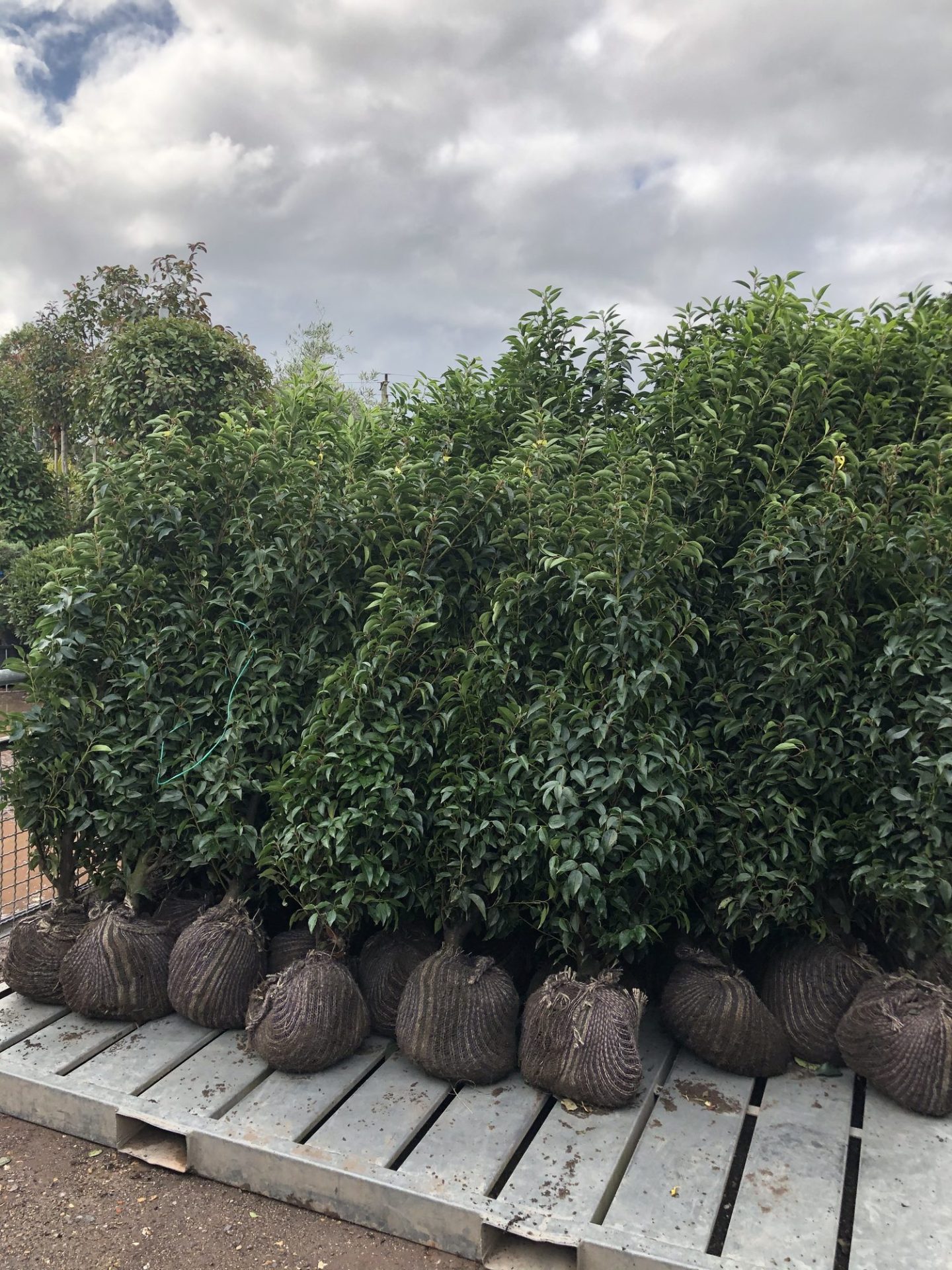 Wholesale Plant Nursery - Folium and Flos Root-balled Portuguese laurel hedging