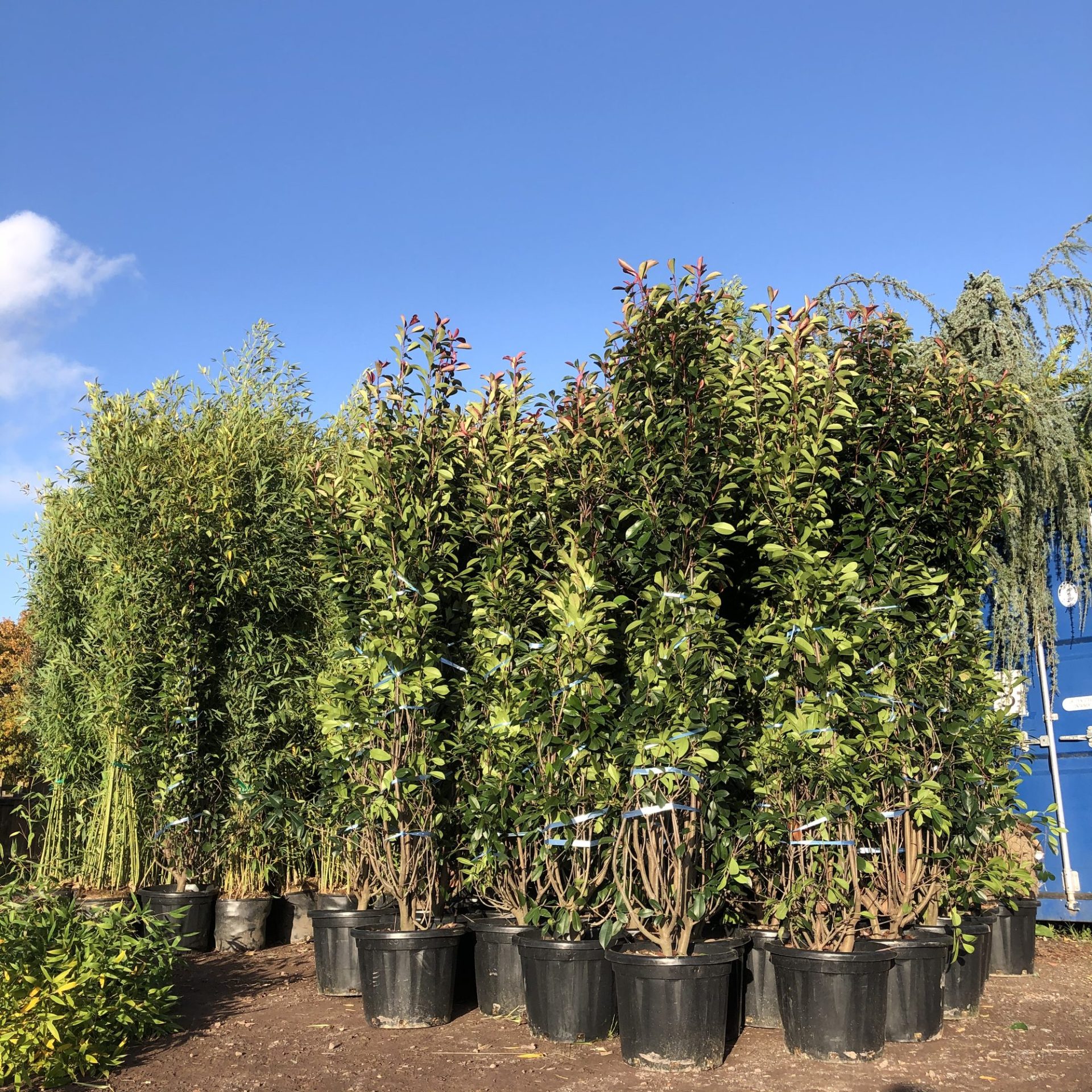 Tall photinia hedging plants at the nursery