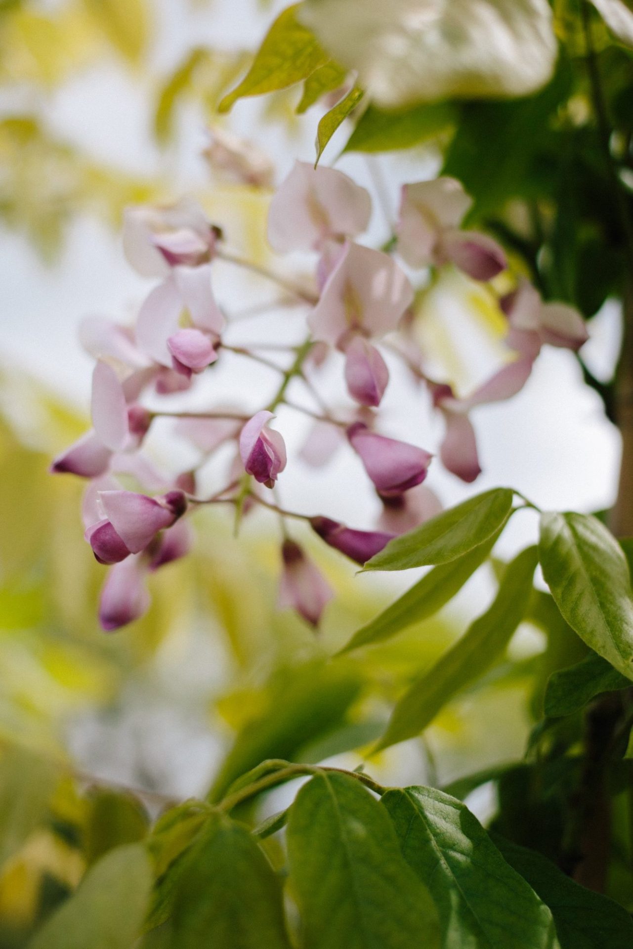 Wholesale Plant Nursery - Folium and Flos Wisteria in flower